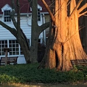 Two trees in front of a stone building