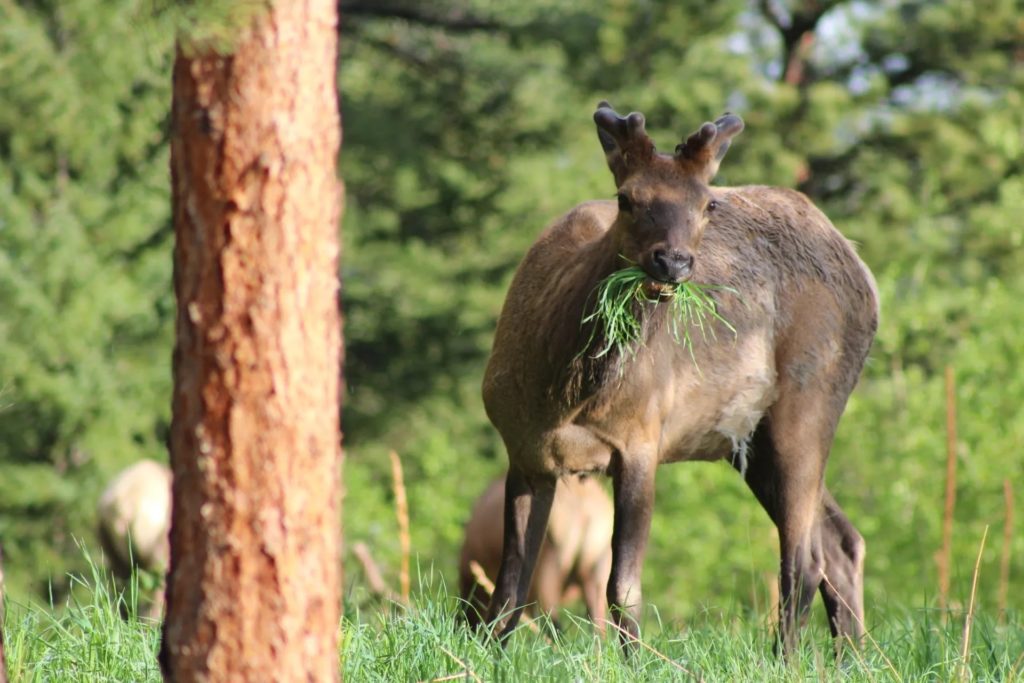 Baby elk eating grass
